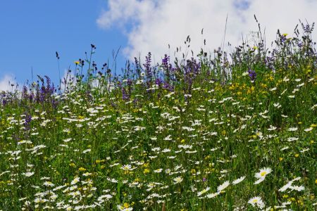 Blumenwiese1_Sent.jpg