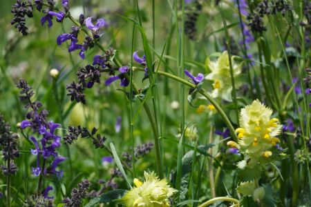Blumenwiese7_Sent.jpg